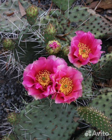 Кактус опунция