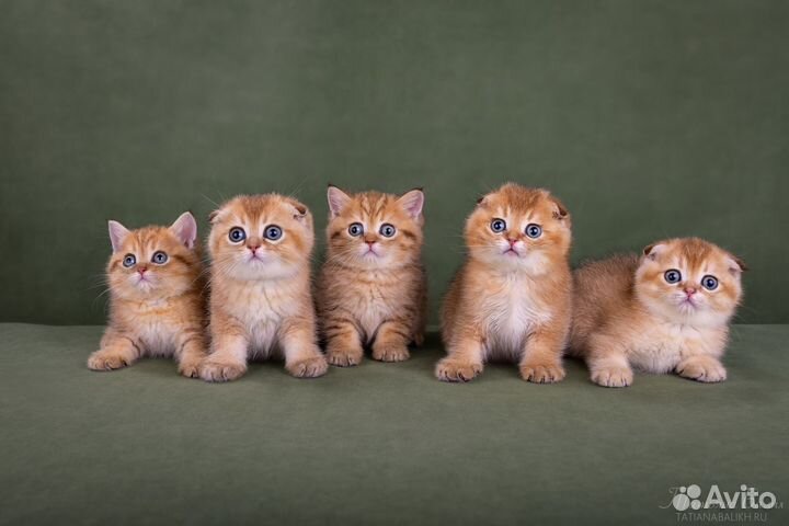 Шотландские котята