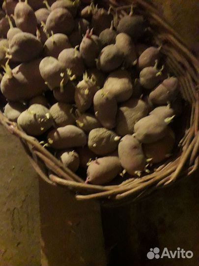 Картофель на посадку или на еду