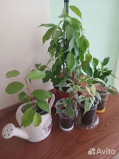 Фикусы Бенджамина