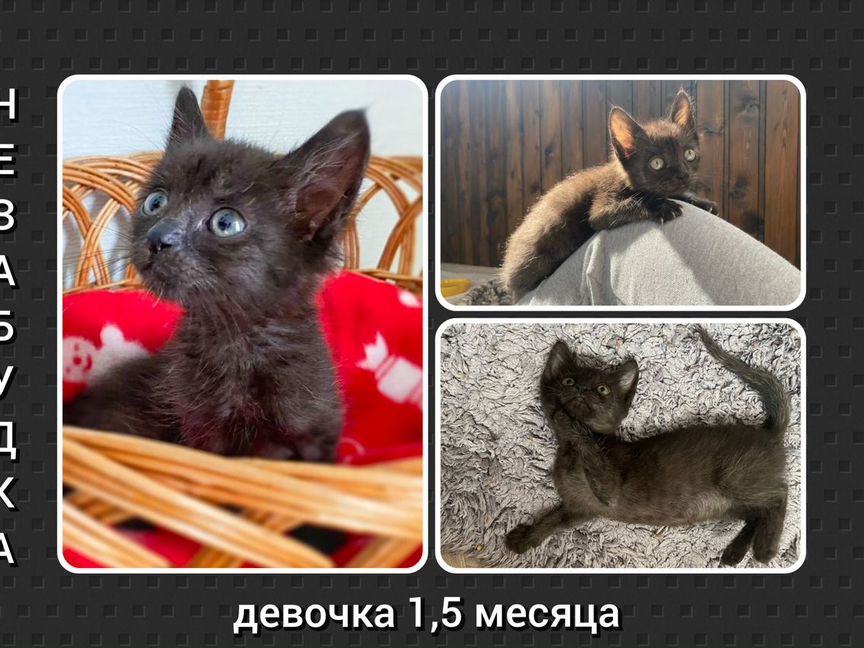 Много разных котят ищут дом