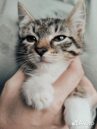 Котёнок девочка 2 месяца ручная