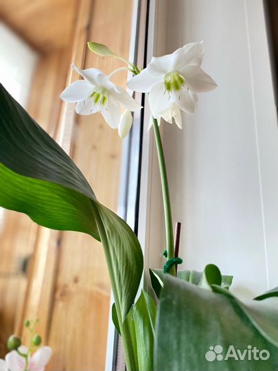 Эухарис амазонская лилия