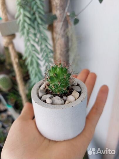 Кактусы и суккуленты в горшочках