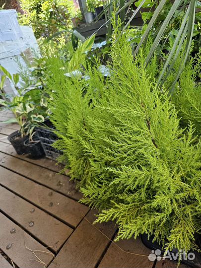 Лимонный кипарис, купрессус