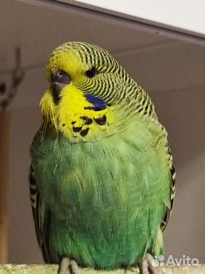 Птенцы ручного говорящего попугайя ввп Чех