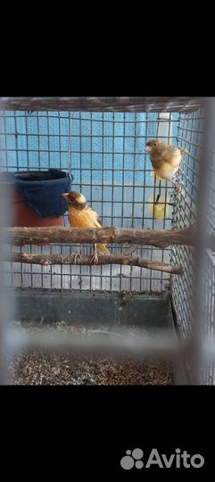 Канарейки певчие птицы