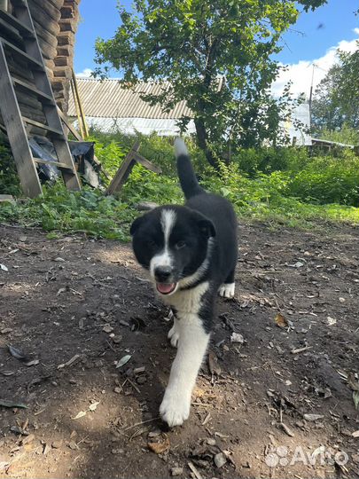 Щенок Маламута