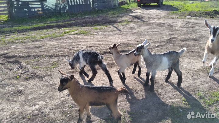 Козлята чешские, альпийские