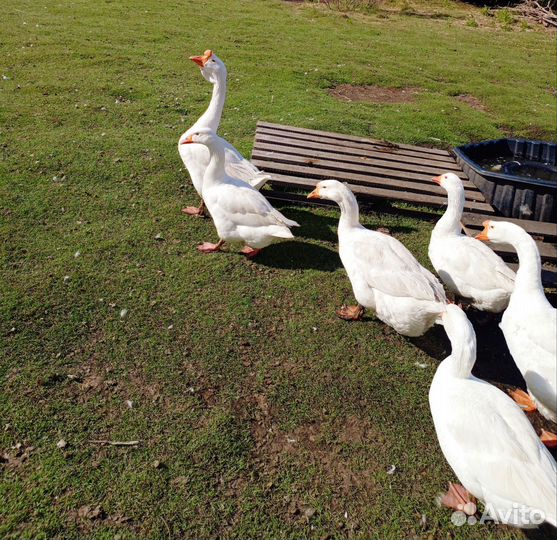 Гусята