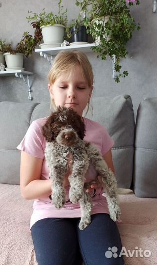 Лаготто романьоло