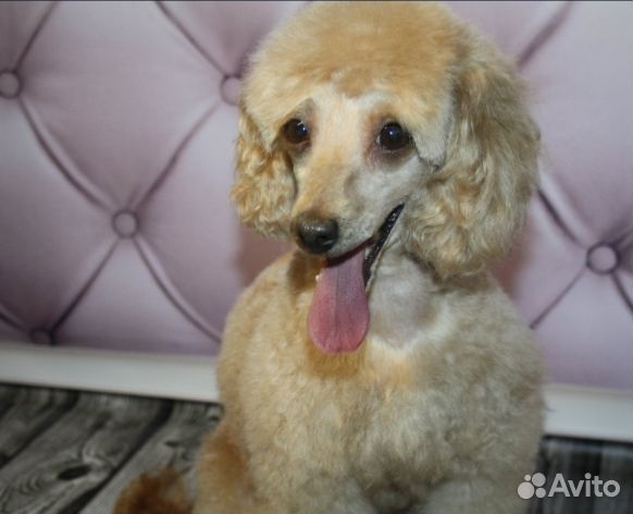 Стрижка кошек и собак