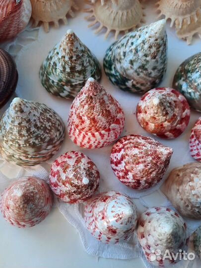 Ракушки, морские раковины