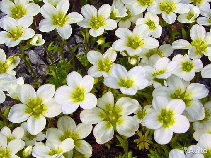 Камнеломка Арендса белая