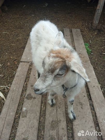 Продам козу