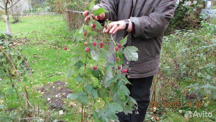 Саженцы малины