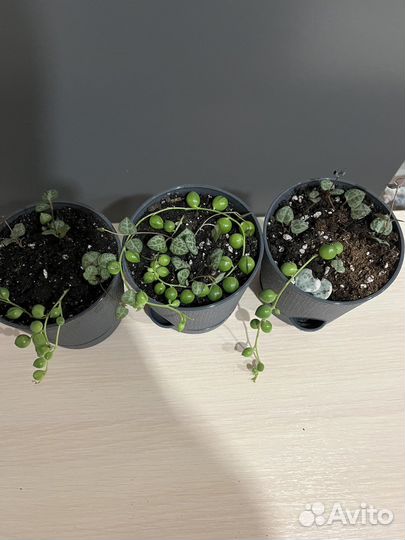 Суккуленты