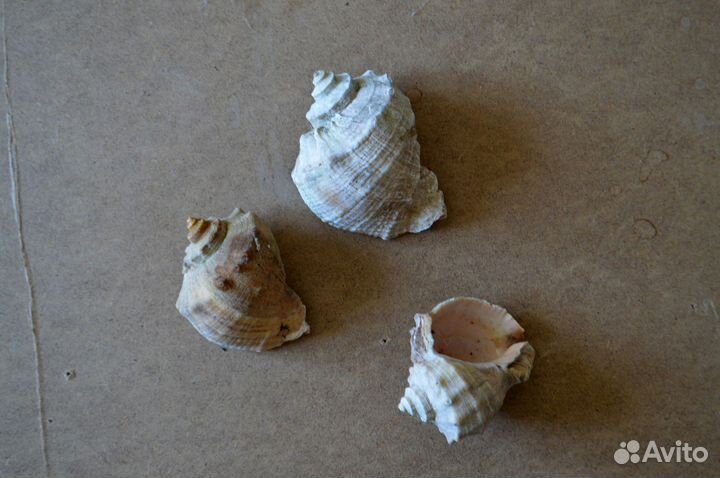 Раковины рапана