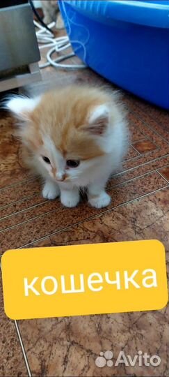 Кошка