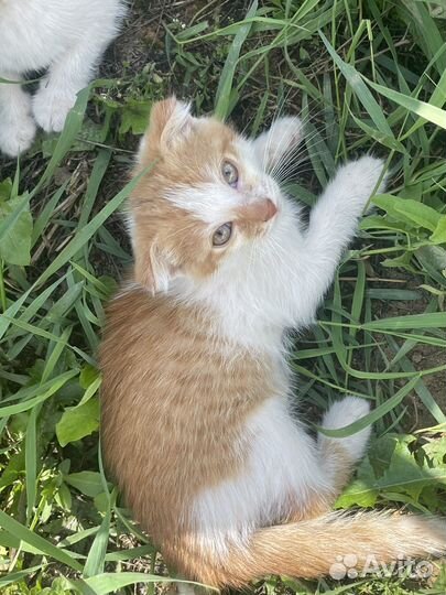 Отдам котенка