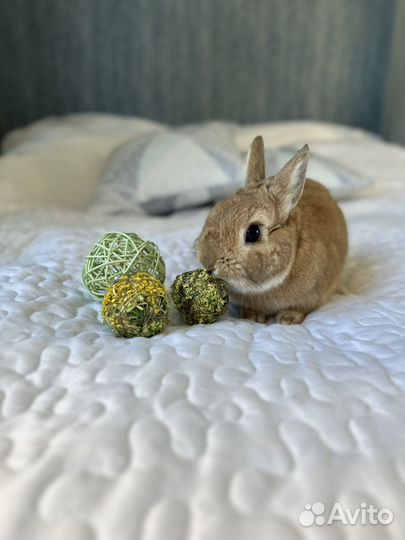 Карликовый кролик. Декоративный