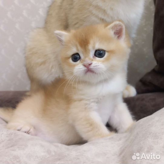 Британская золотая шиншилла ny 12