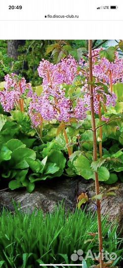 Бадан, Хоста