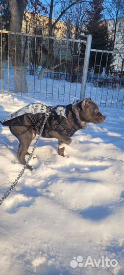 Куртка для средних собак