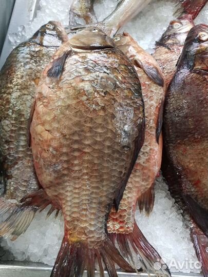 Свежая рыба судак лещ щука