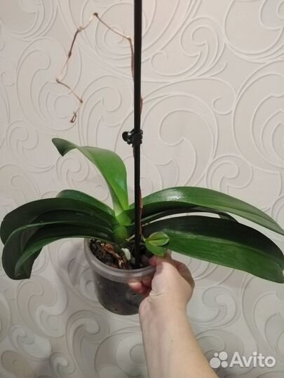 Орхидеи биг лип с деткой