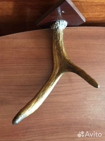 Рога лося и косули