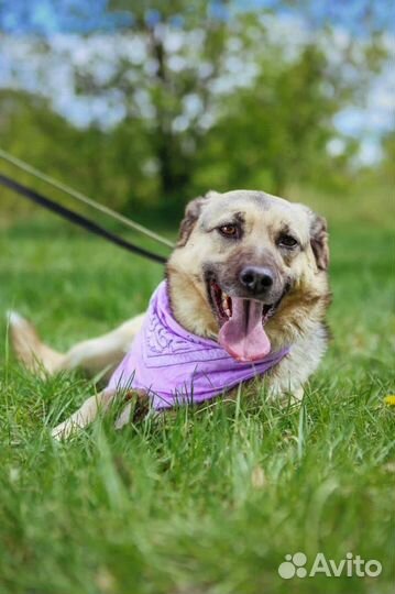 Собака ищет дом