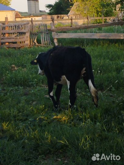 Домашние животные