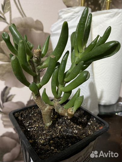 Крассула хоббит