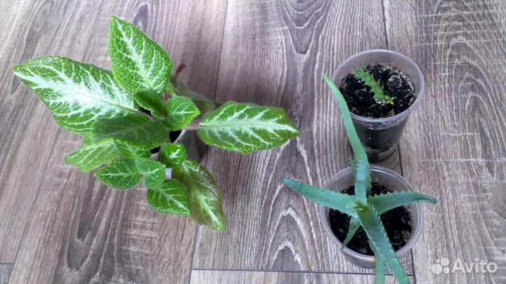 Алоэ древовидное. Алоэ Вера. Эписция. Гастерия