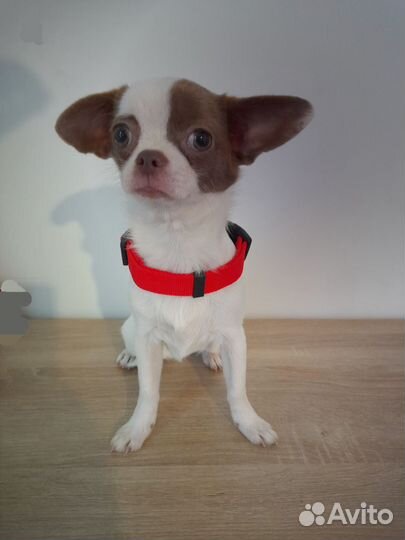 Чихуахуа девочки