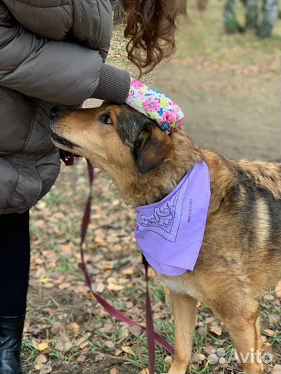 Дружелюбный пёс из приюта ищет дом