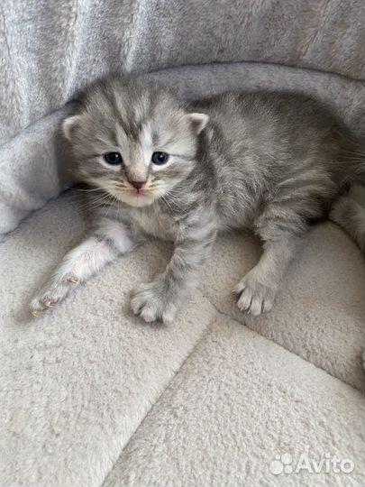 Британские котята