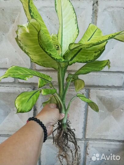 Диффенбахия Камилла