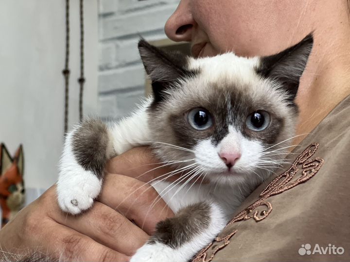 Котенок Гав