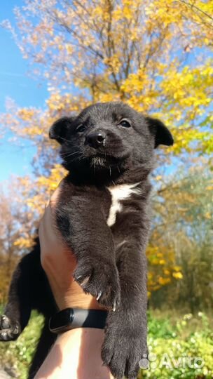 Щенок мальчик, 3 месяца ищет дом
