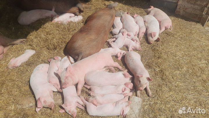 Поросята