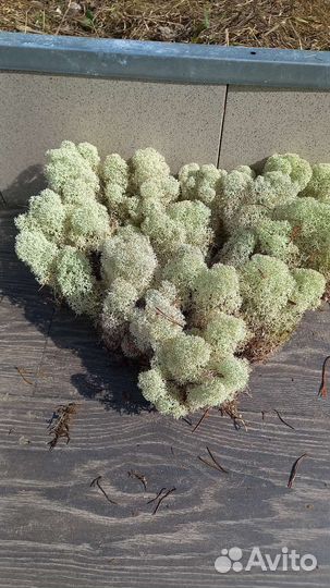 Стабилизированный мох производитель