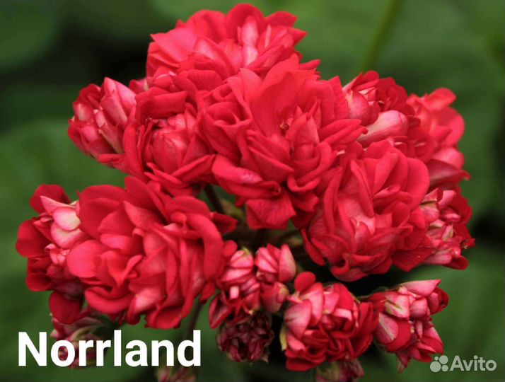 Сортовая пеларгония