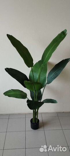 Банановое дерево матовое