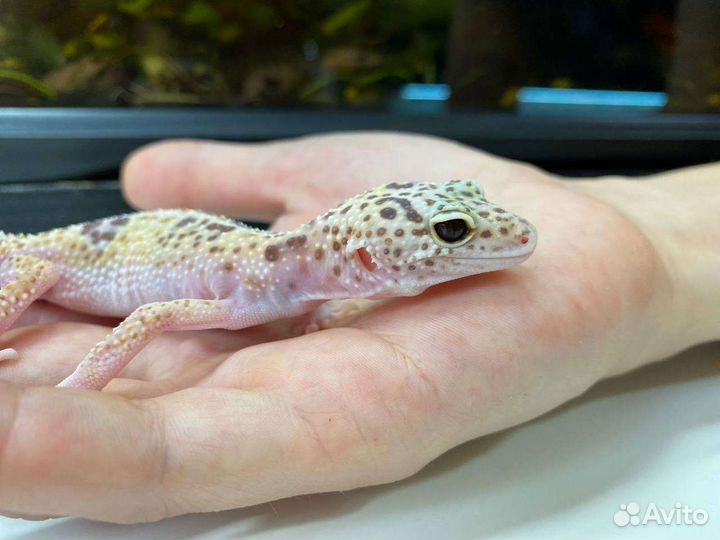 Ящерица - Пятнистый леопардовый эублефар