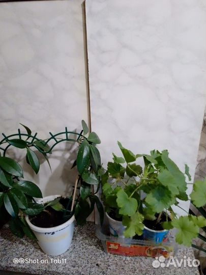 Цветы комнатные