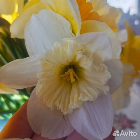 Луковицы нарциссов