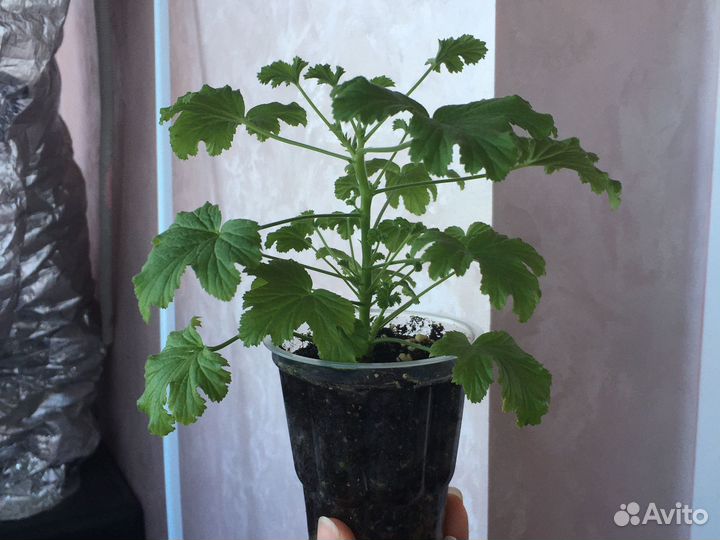 Пеларгония/герань Душистая