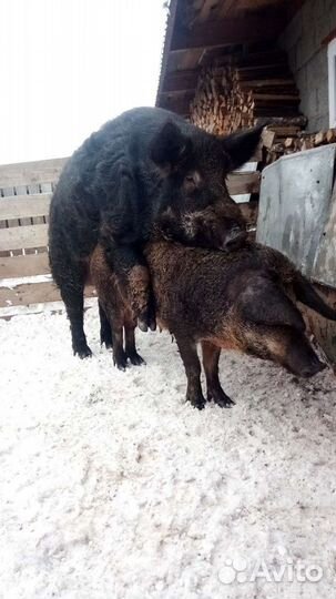 Хряк Гоша Дюрок